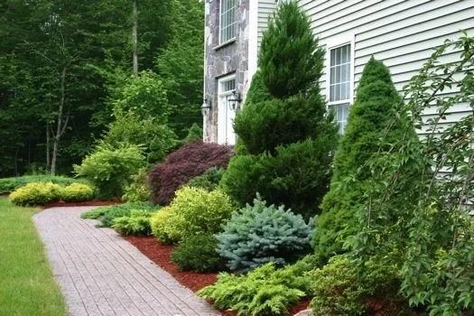 Tree & Shrub Planting example 9